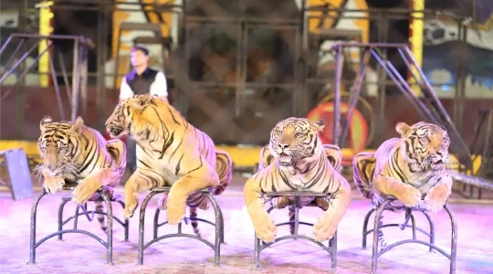 TIGER ZOO