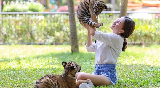 TIGER ZOO