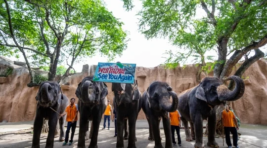 TIGER ZOO
