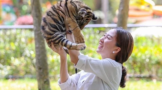 TIGER ZOO