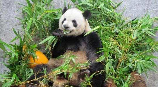 photo from MACAU INSTITUTO PARA OS ASSUNTOS MUNICIPAIS