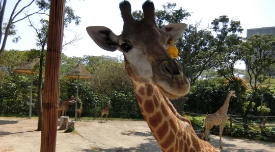 イメージ：深セン動物園