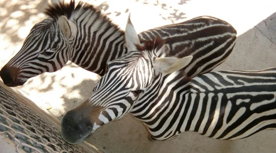 イメージ：深セン動物園