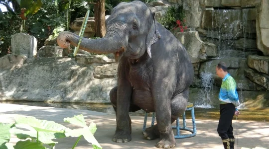 イメージ：深セン動物園