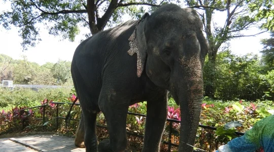 イメージ：深セン動物園