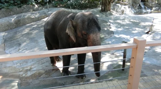 イメージ：深セン動物園