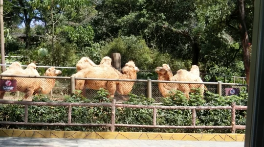 イメージ：深セン動物園