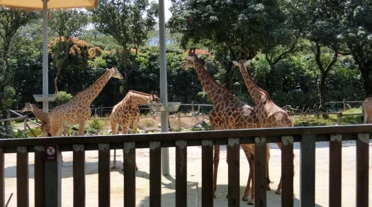 イメージ：深セン動物園