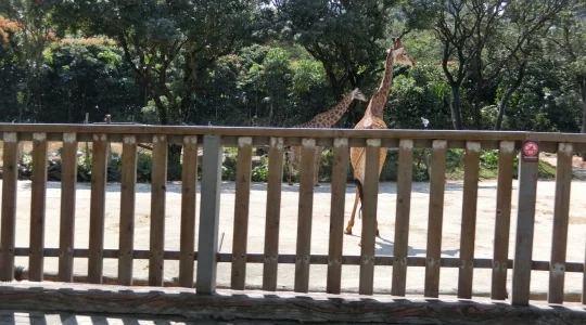 イメージ：深セン動物園