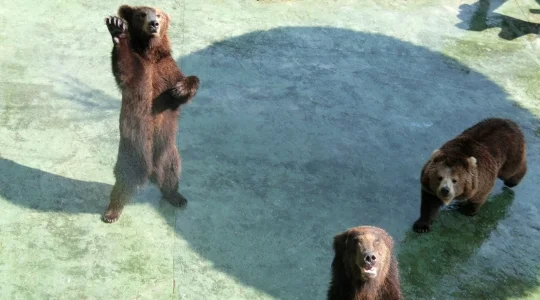 イメージ：深セン動物園
