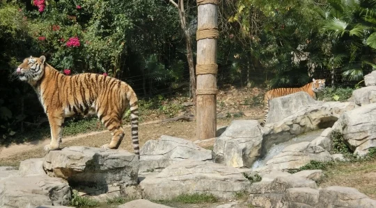 イメージ：深セン動物園