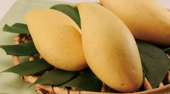 日本のご家族へ♪タイ産ロイヤルマンゴー<日本宅配/お申込みは4月下旬まで>