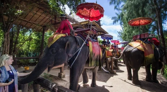 本格象乗りと水上マーケット