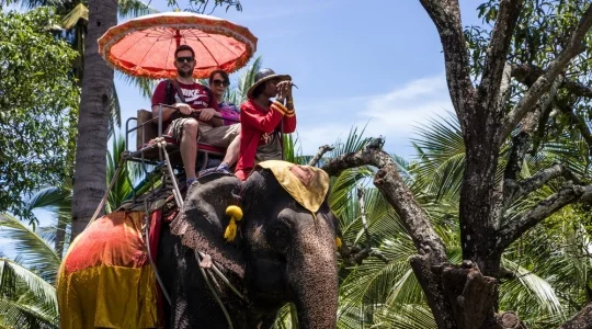 本格象乗りと水上マーケット