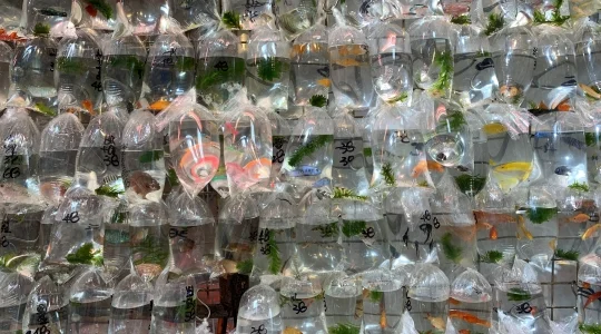 金魚街イメージ