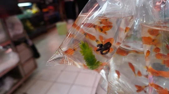 金魚街イメージ