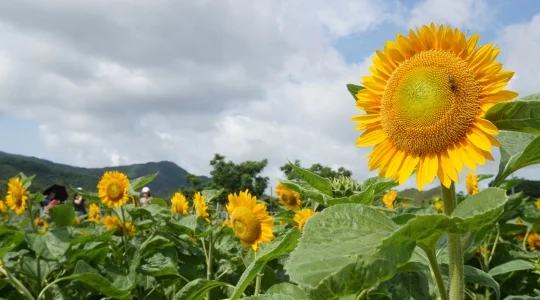 向日葵畑イメージ