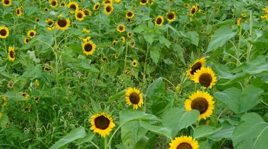 向日葵畑イメージ