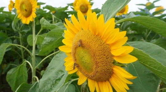 向日葵畑イメージ