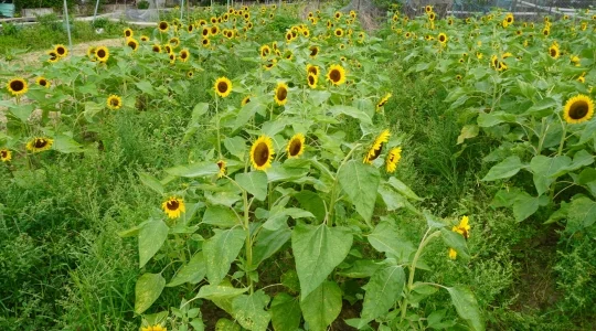 向日葵畑イメージ