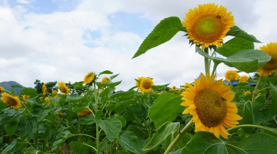 向日葵畑イメージ