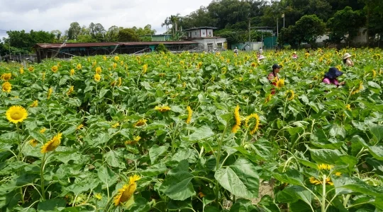 向日葵畑イメージ