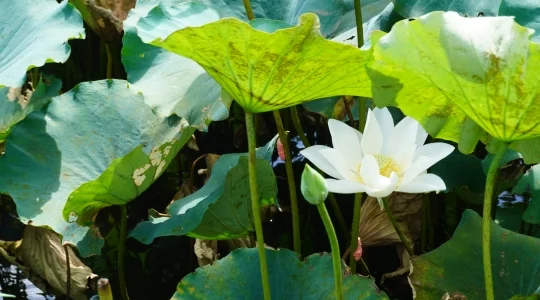 向日葵畑イメージ