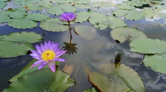 向日葵畑イメージ