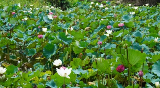 向日葵畑イメージ