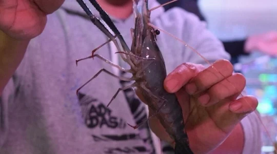 海老釣りイメージ