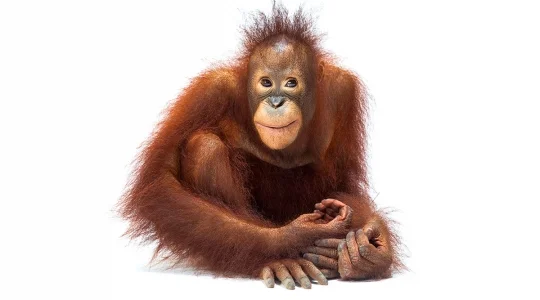 オランウータン