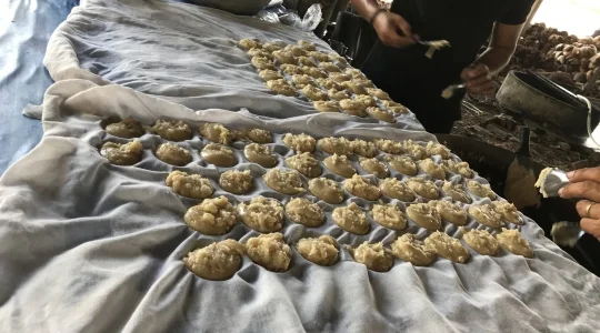 ココナッツファーム｜coconut farm