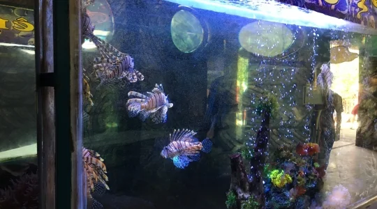 ウミガメ触れ合い と 餌やり体験+シュノーケリング