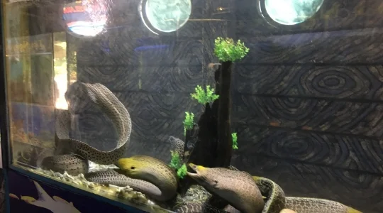 ウミガメ触れ合い と 餌やり体験+シュノーケリング