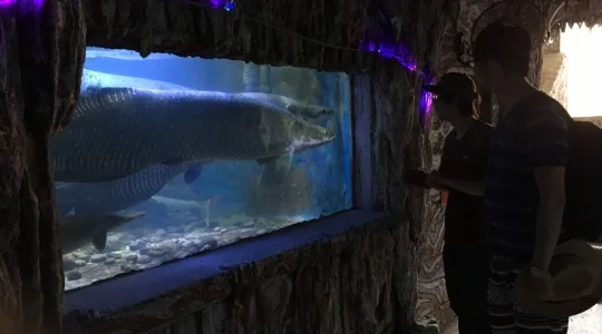 ウミガメ触れ合い と 餌やり体験+シュノーケリング