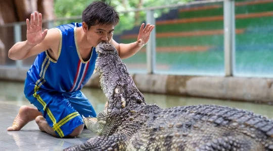 タイガーズー