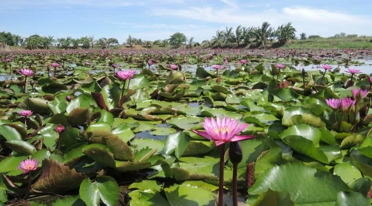 レッドロータス水上マーケット