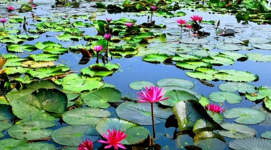 レッドロータス水上マーケット