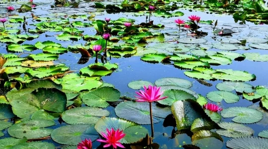 レッドロータス水上マーケット