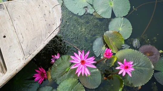 レッドロータス水上マーケット