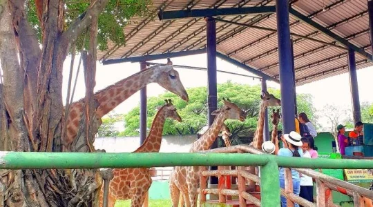 ブンソアイ(Vuon Xoai) 動物園