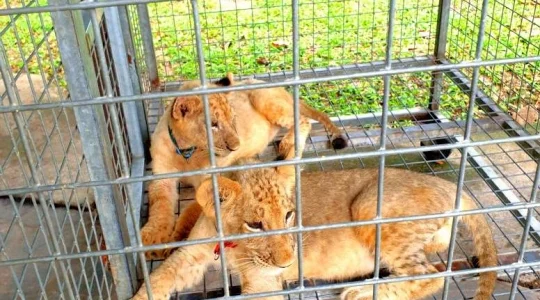 ブンソアイ(Vuon Xoai) 動物園