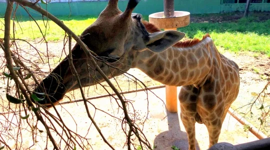 ブンソアイ(Vuon Xoai) 動物園