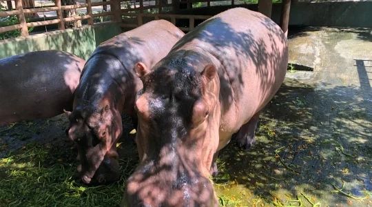 ブンソアイ(Vuon Xoai) 動物園