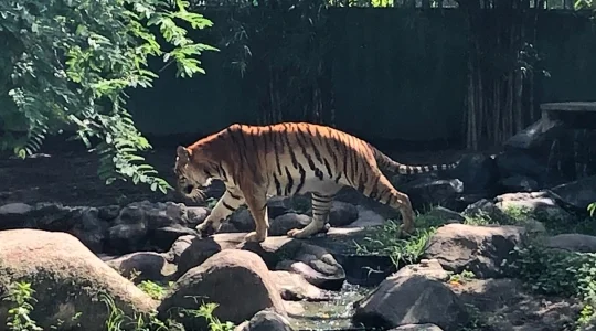 ブンソアイ(Vuon Xoai) 動物園