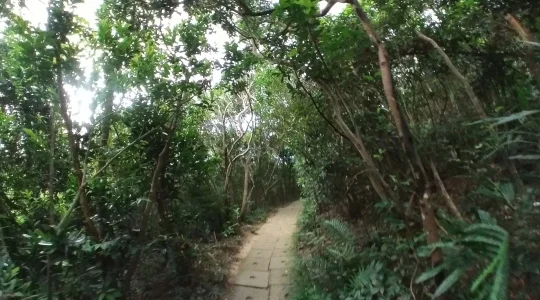 西高山(ハイウェストピーク)への道中