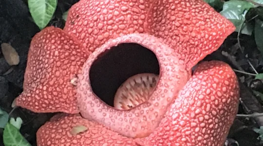 【コタキナバル発】世界遺産キナバル公園＋ポーリン温泉1日観光＋キャノピーウォーク体験＜足湯/幻のラフレシア＞