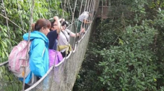 キャノピーウォーク