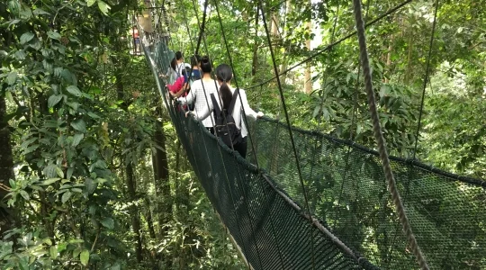 キャノピーウォーク