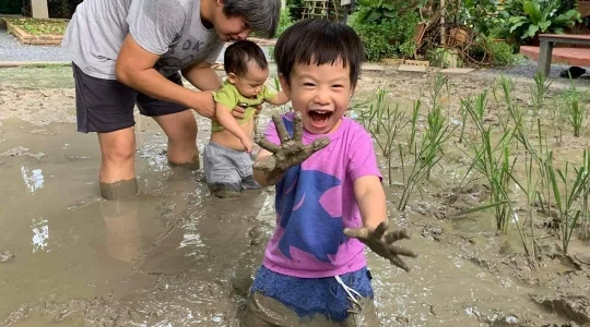 田植え体験